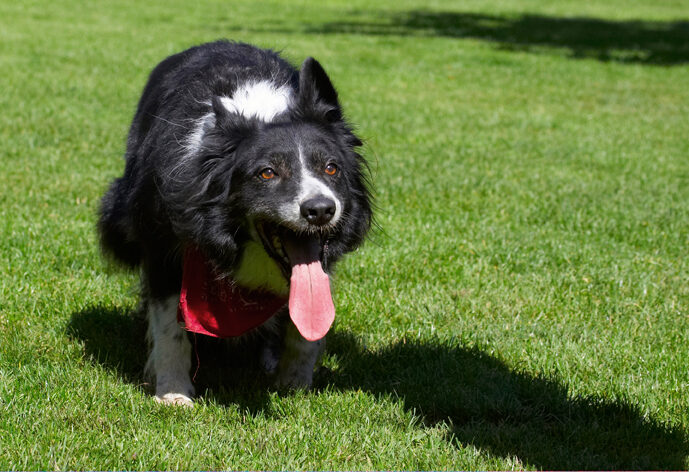 Border Collie, Collies, Dog, Dogs, Harvey, Neckerchief, Scarf, Tongue