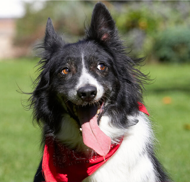 Border Collie, Collies, Dog, Dogs, Harvey, Neckerchief, Scarf, Tongue