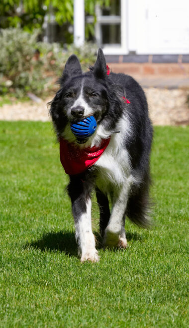 Ball, Border Collie, Collies, Dog, Dogs, Harvey, Neckerchief, Scarf