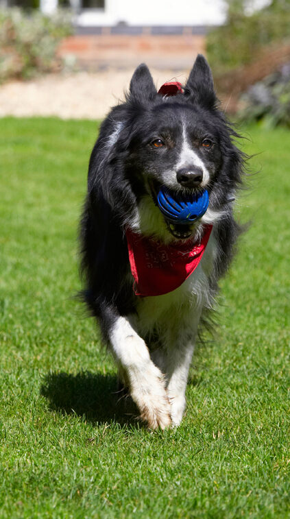 Border Collie, Collies, Dog, Dogs, Harvey, Neckerchief, Scarf