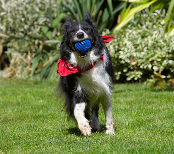 Border Collie, Collies, Dog, Dogs, Harvey, Neckerchief, Scarf