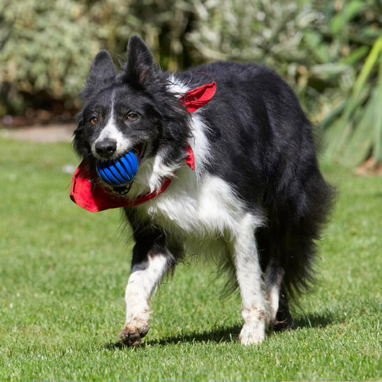 Border Collie, Collies, Dog, Dogs, Harvey, Neckerchief, Scarf