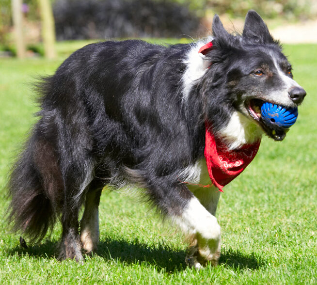 Border Collie, Collies, Dog, Dogs, Harvey, Neckerchief, Scarf
