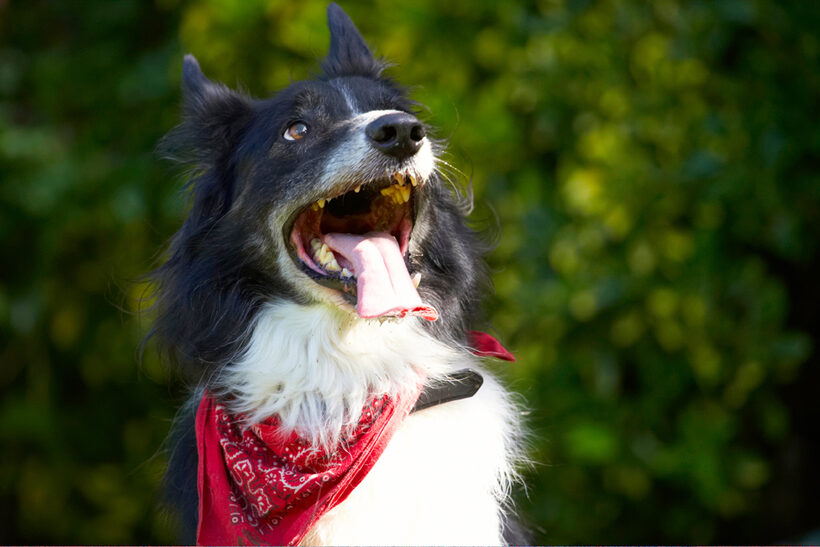 Border Collie, Collies, Dog, Dogs, Harvey, Neckerchief, Scarf, Tongue