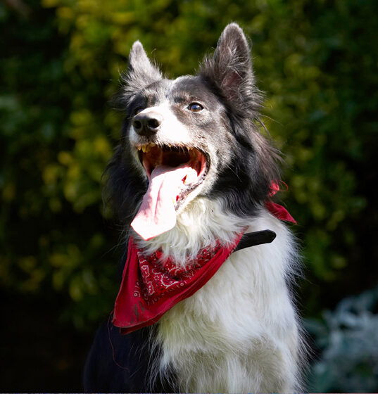 Border Collie, Collies, Dog, Dogs, Harvey, Neckerchief, Scarf, Tongue