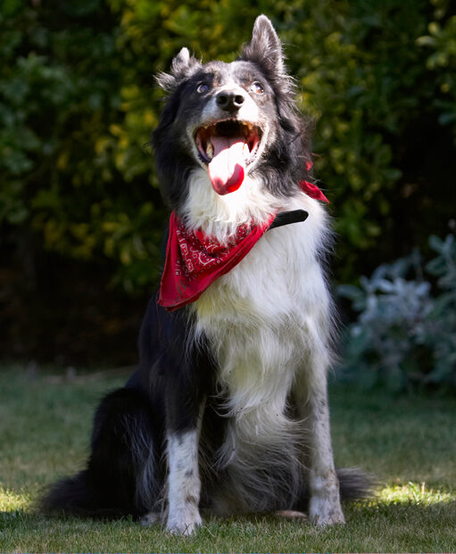 Border Collie, Collies, Dog, Dogs, Harvey, Neckerchief, Scarf, Tongue