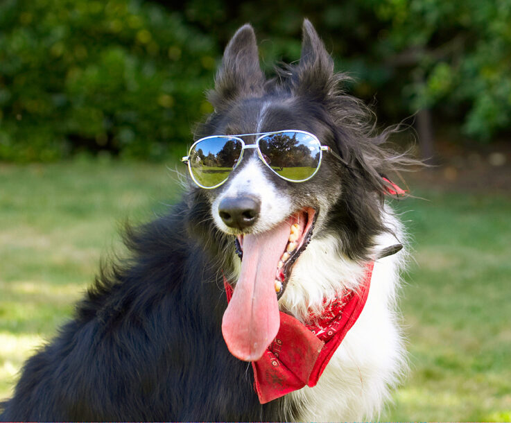 Border Collie, Collies, Dog, Dogs, Harvey, Neckerchief, Scarf, Sunglasses, Tongue