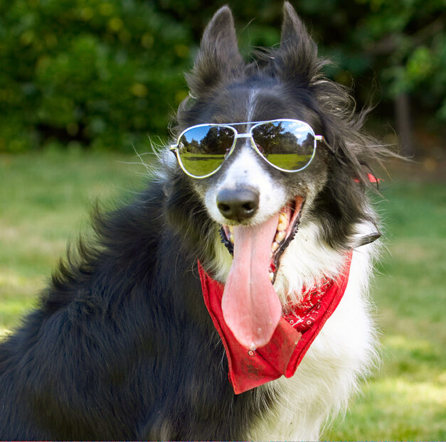 Border Collie, Collies, Dog, Dogs, Harvey, Neckerchief, Scarf, Sunglasses, Tongue