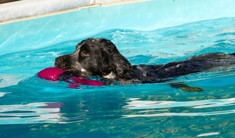 Charlie, Cocker spaniel, Dog, Dogs, Pool, Spaniels, Swimming
