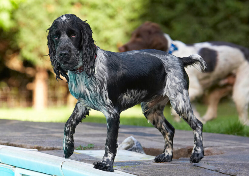 Charlie, Cocker spaniel, Dog, Dogs, George, Pool, Spaniels, Springer Spaniel, Swimming