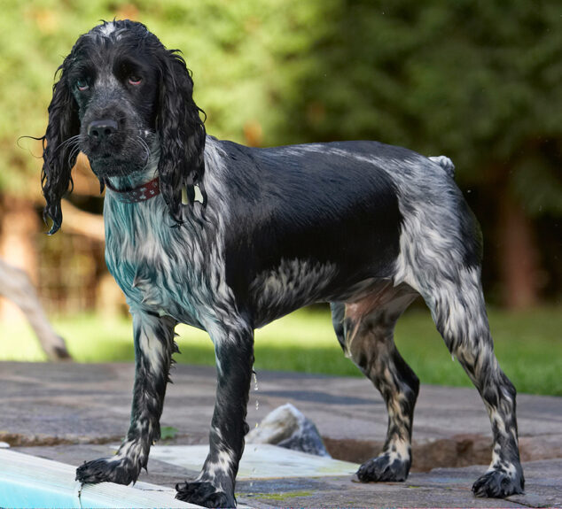 Charlie, Cocker spaniel, Dog, Dogs, Pool, Spaniels, Swimming