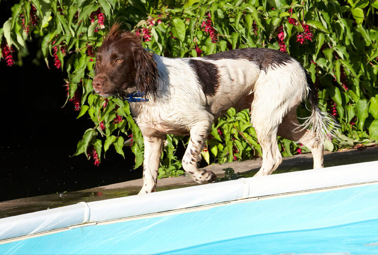Dog, Dogs, George, Pool, Spaniels, Springer Spaniel, Swimming