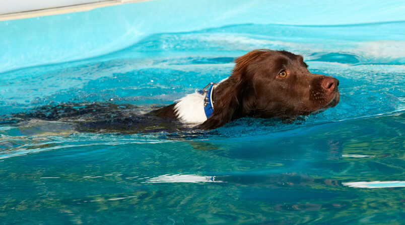 Dog, Dogs, George, Pool, Spaniels, Springer Spaniel, Swimming