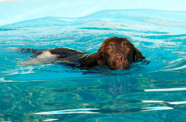 Dog, Dogs, George, Pool, Spaniels, Springer Spaniel, Swimming