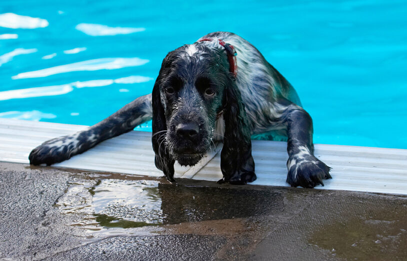 Charlie, Cocker spaniel, Dog, Dogs, Pool, Spaniels, Swimming