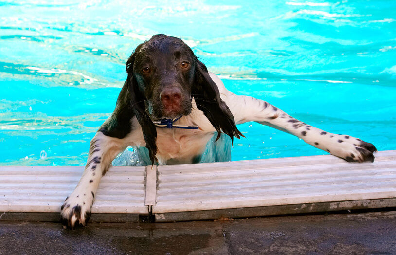 Charlie, Cocker spaniel, Dog, Dogs, Pool, Spaniels, Swimming