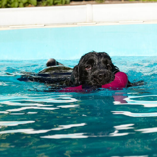 Charlie, Cocker spaniel, Dog, Dogs, Pool, Spaniels, Swimming