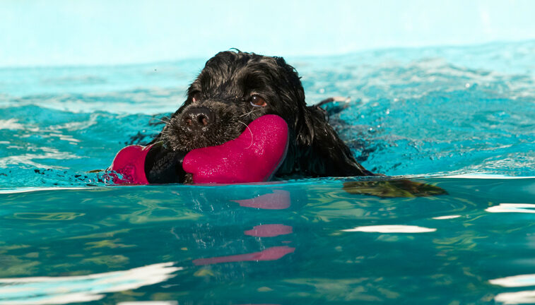 Charlie, Cocker spaniel, Dog, Dogs, Pool, Spaniels, Swimming