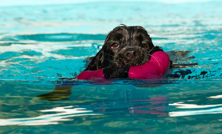 Charlie, Cocker spaniel, Dog, Dogs, Pool, Spaniels, Swimming