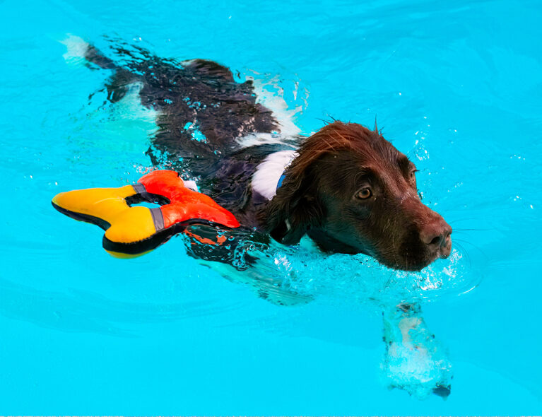 Dog, Dogs, George, Pool, Spaniel, Springer, Swimming