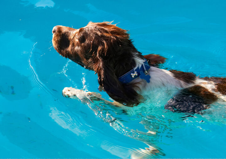 Dog, Dogs, George, Pool, Spaniel, Springer, Swimming
