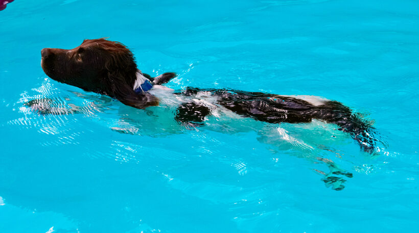 Dog, Dogs, George, Pool, Spaniel, Springer, Swimming