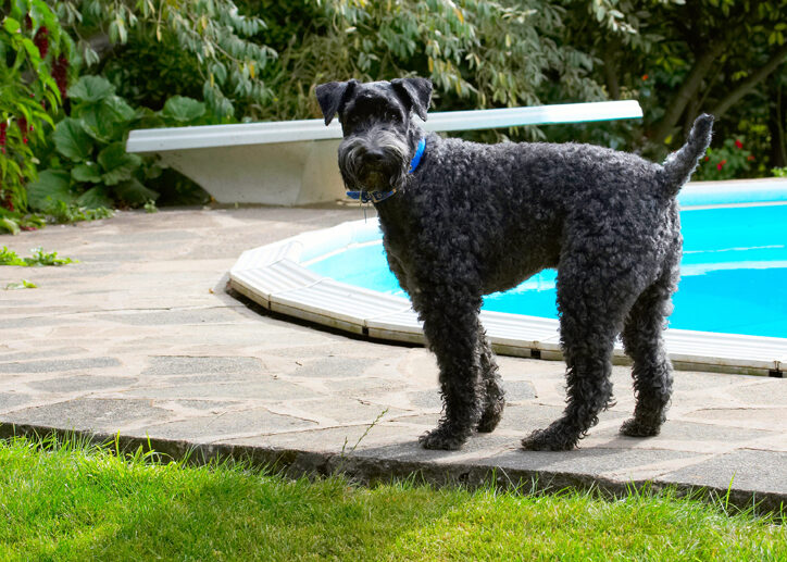 Dog, Dogs, Kerry Blue Terrier, Paddy, Pool, Swimming, Terriers