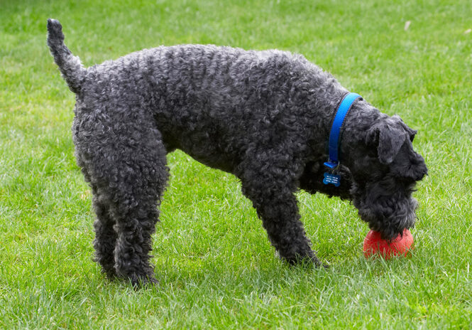Dog, Dogs, Kerry Blue Terrier, Paddy, Terriers