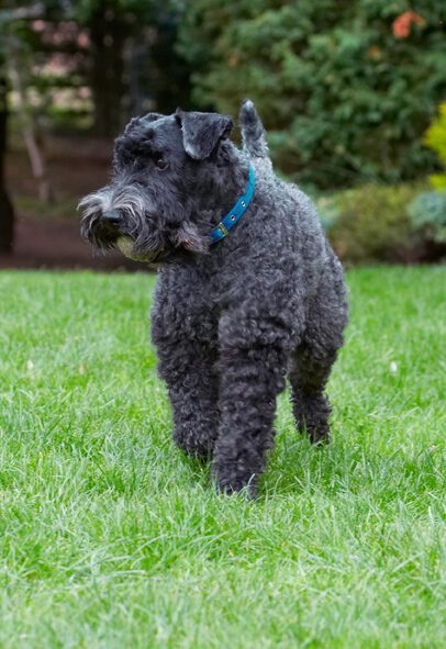 Dog, Dogs, Kerry Blue Terrier, Paddy, Terriers
