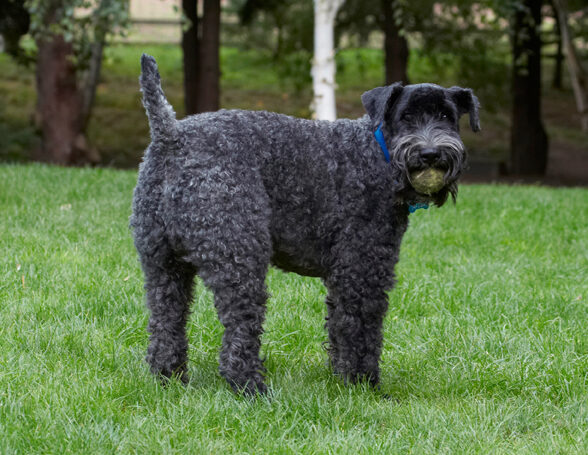 Dog, Dogs, Kerry Blue Terrier, Paddy, Terriers