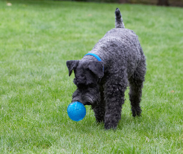 Dog, Dogs, Kerry Blue Terrier, Paddy, Terriers