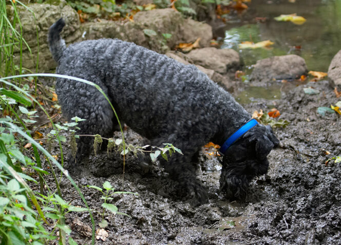 Dog, Dogs, Kerry Blue Terrier, Paddy, Terriers
