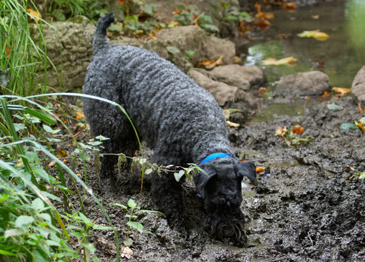 Dog, Dogs, Kerry Blue Terrier, Paddy, Terriers