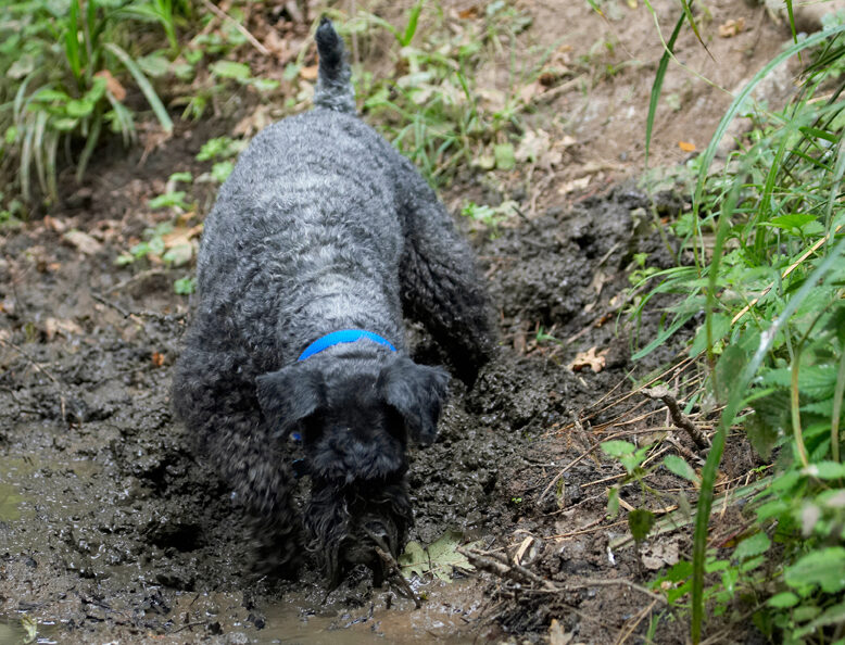 Dog, Dogs, Kerry Blue Terrier, Paddy, Terriers