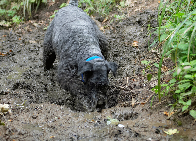Dog, Dogs, Kerry Blue Terrier, Paddy, Terriers