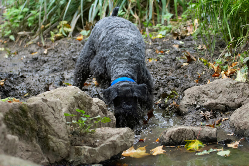 Dog, Dogs, Kerry Blue Terrier, Paddy, Terriers