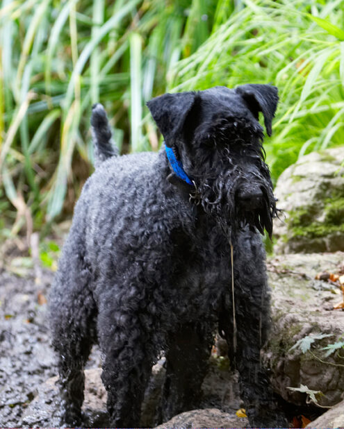 Dog, Dogs, Kerry Blue Terrier, Paddy, Terriers