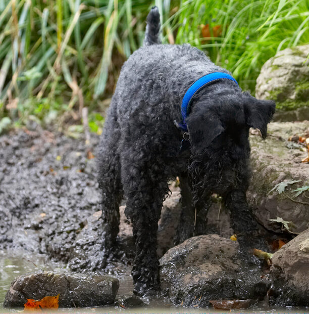 Dog, Dogs, Kerry Blue Terrier, Paddy, Terriers