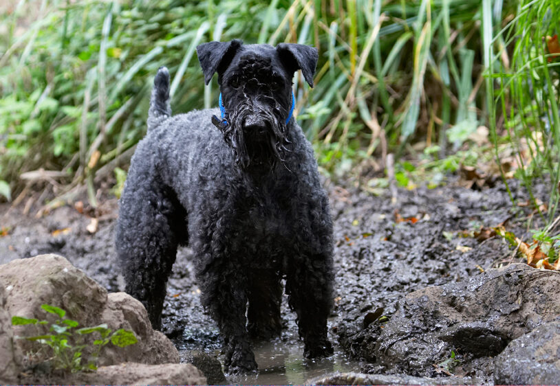 Dog, Dogs, Kerry Blue Terrier, Paddy, Terriers