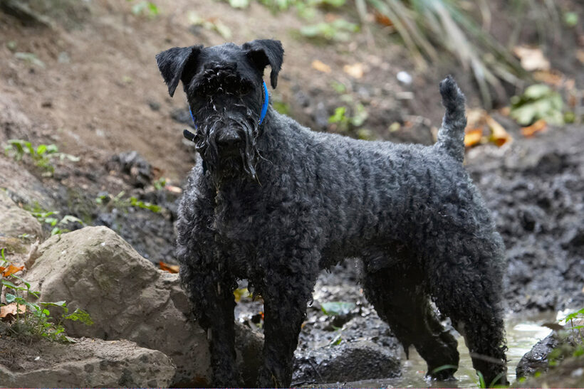 Dog, Dogs, Kerry Blue Terrier, Paddy, Terriers