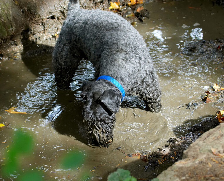 Dog, Dogs, Kerry Blue Terrier, Paddy, Terriers