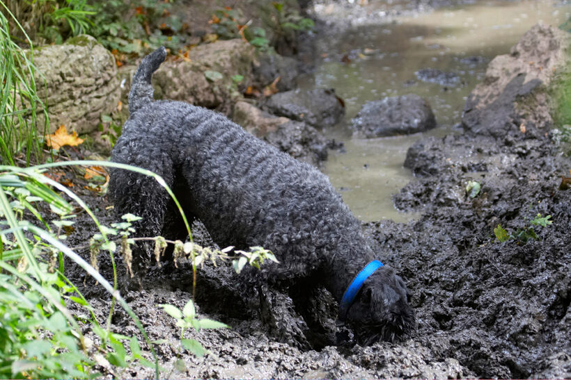 Dog, Dogs, Kerry Blue Terrier, Paddy, Terriers