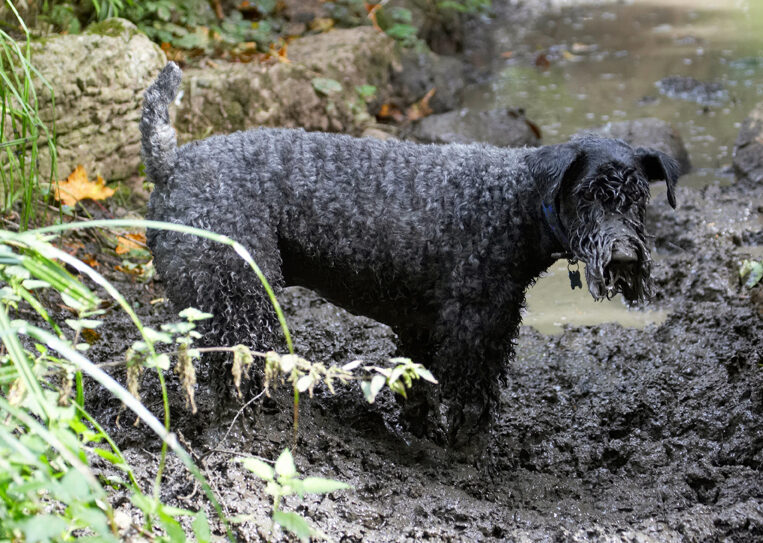Dog, Dogs, Kerry Blue Terrier, Paddy, Terriers
