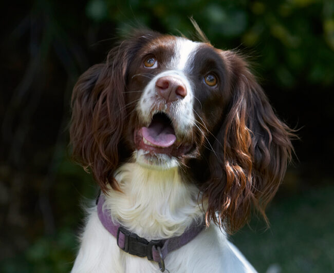 Dog, Dogs, Lola, Spaniels, Springer Spaniel, Tongue