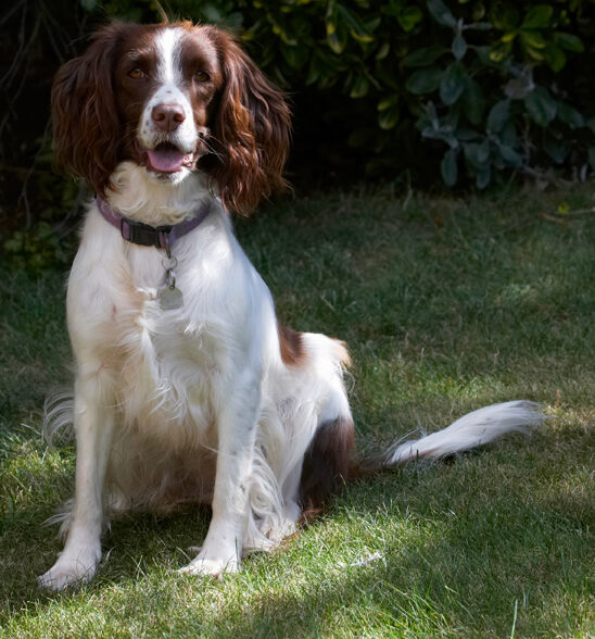 Dog, Dogs, Lola, Spaniels, Springer Spaniel, Tongue