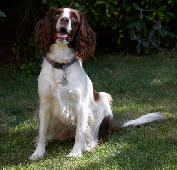Dog, Dogs, Lola, Spaniels, Springer Spaniel, Tongue