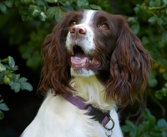 Dog, Dogs, Lola, Spaniels, Springer Spaniel, Tongue