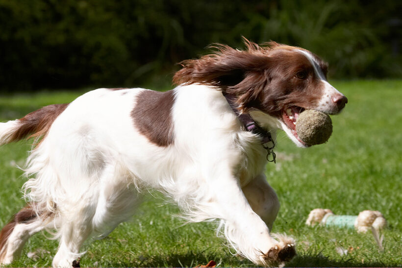 Dog, Dogs, Lola, Spaniels, Springer Spaniel
