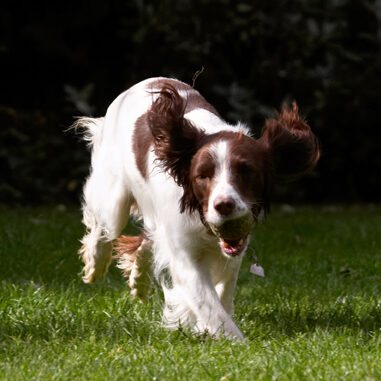 Dog, Dogs, Lola, Spaniels, Springer Spaniel