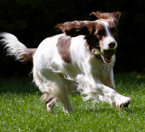 Dog, Dogs, Lola, Spaniels, Springer Spaniel